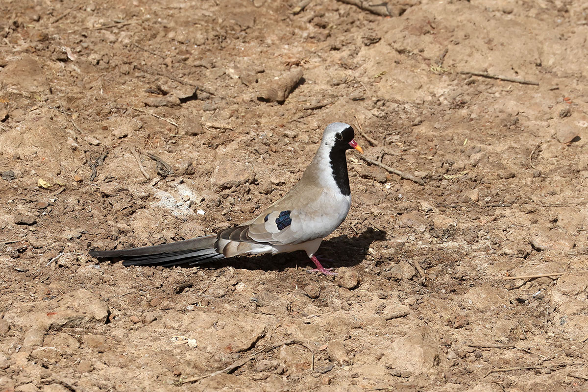 Namaqua Dove,